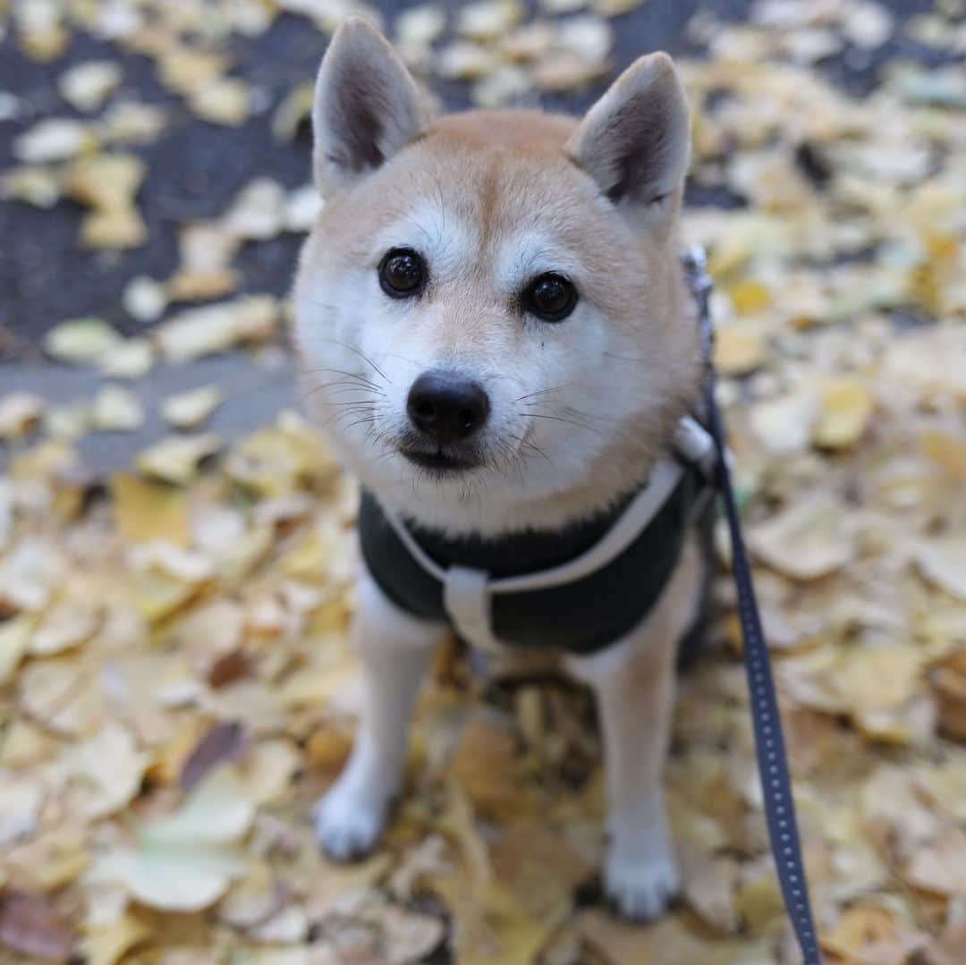 アブさんのインスタグラム写真 - (アブInstagram)「枯葉の中に咲く一輪の鼻…じゃなくて花。 紅葉は見られる期間が短いからこそ、より綺麗に見えるのよね〜。  #dog #紅葉 #シバチャ #秋 #柴犬 #犬」11月21日 18時35分 - abuuungram