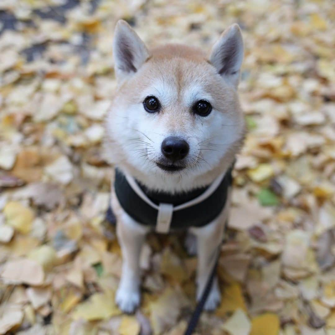 アブのインスタグラム：「枯葉の中に咲く一輪の鼻…じゃなくて花。 紅葉は見られる期間が短いからこそ、より綺麗に見えるのよね〜。  #dog #紅葉 #シバチャ #秋 #柴犬 #犬」