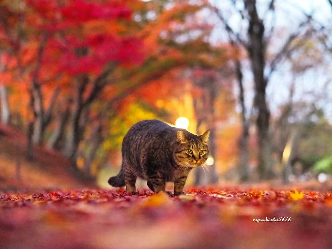 路地裏のにゃん吉さんのインスタグラム写真 - (路地裏のにゃん吉Instagram)「Beautiful Japan  遠く旅に出かけなくても 美しい場所はキミの街にもあるのにゃ  Shot with OM-D E-M1 MarkⅡ M.ZUIKO DIGITAL 45mm F1.8  #生き抜け野良猫 #camera_kitamura #breakfree_olympus #แมว #igersjp#のらねこ部#猫#ねこ部#gallery_legit #にゃんすたぐらむ#みんねこ #cats#ファインダー越しの私の世界 #catsofinstagram #gatto#catloversclub#bnw_drama#gf_bnw #東京カメラ部#icu_japan#getolympus #love_bestjapan #art_of_japan_ #bestphoto_japan #TandDフォトコンテスト2020」11月21日 18時37分 - nyankichi5656