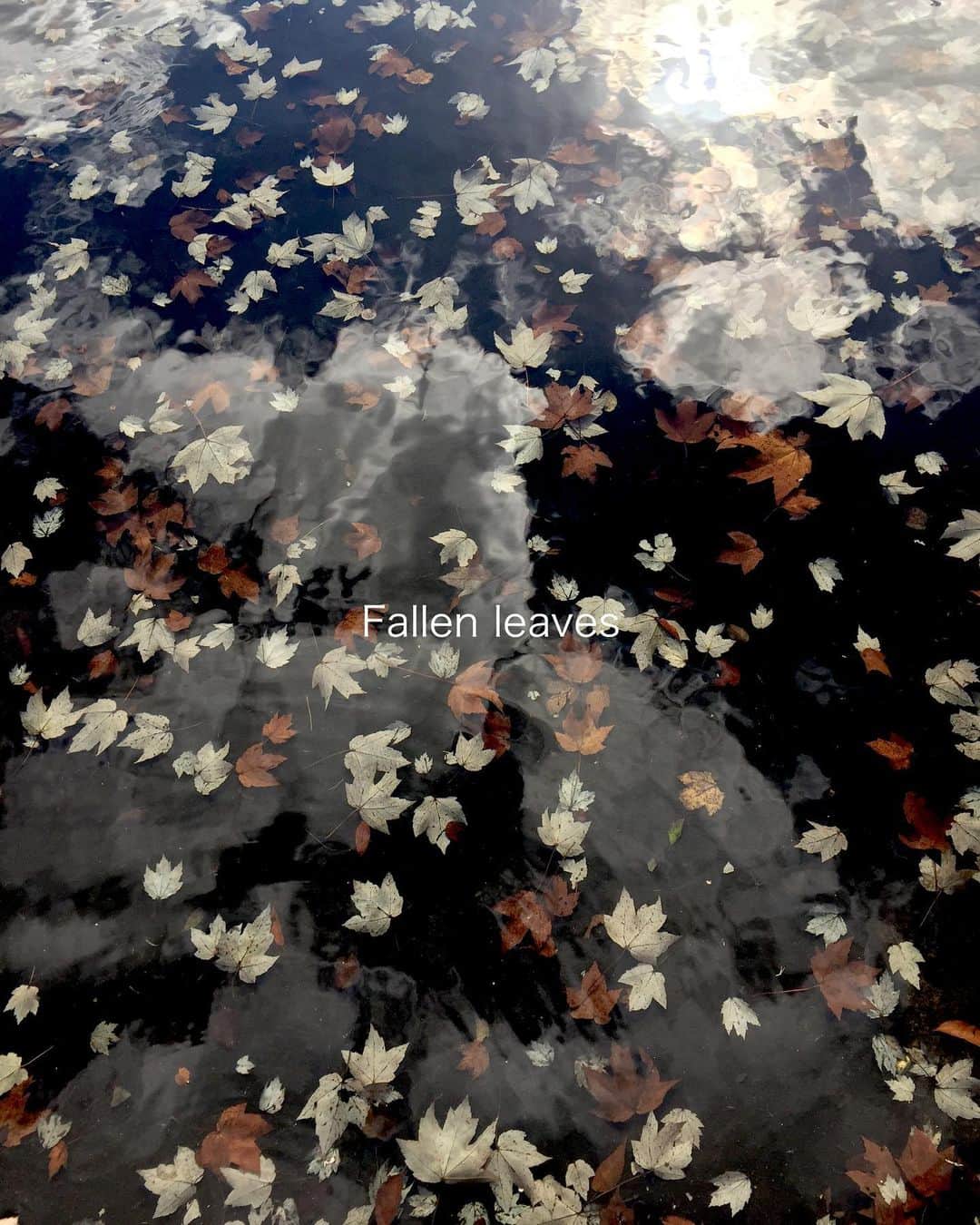 winpy-jijiiさんのインスタグラム写真 - (winpy-jijiiInstagram)「四季の一番綺麗な時の流れを切り取った。この時期紅葉だけじゃなく、落葉も綺麗、うわべだけの華やかさより心に残る色彩#Fallen leaves#落葉#紅葉#落ち葉も撮って見れば綺麗なグラデェーション#万博日本庭園#落ち葉の秋#紅葉よりも秋らしい#スマホで撮った#油絵#油絵みたい」11月21日 18時43分 - jijii_70