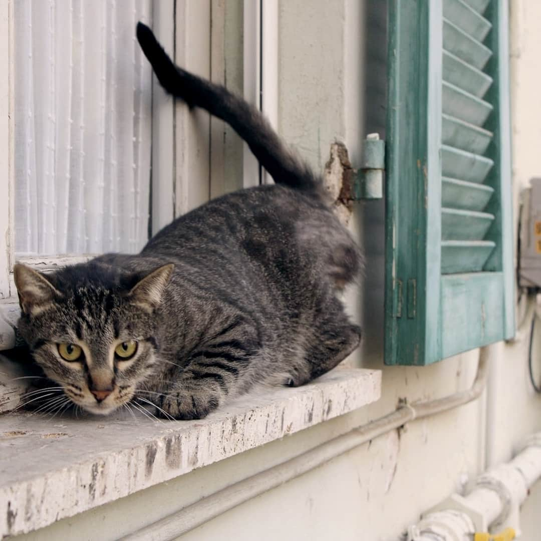 CatStockerさんのインスタグラム写真 - (CatStockerInstagram)「Hello! #catstocker is here! Follow our FURRriend @gemmapets Swipe for more pictures 👉 ⠀ #cat #neko #mačka #chat #kočka #котка #kot #кіт #mače #кошка #кот #katze #gato #gatto #kissa #kattunge #猫 #고양이 #貓 #kedi #köttur  #子猫 #חתול #кішка #gatinho #котенок #子猫 #gatito #kitten」11月21日 18時44分 - catstocker