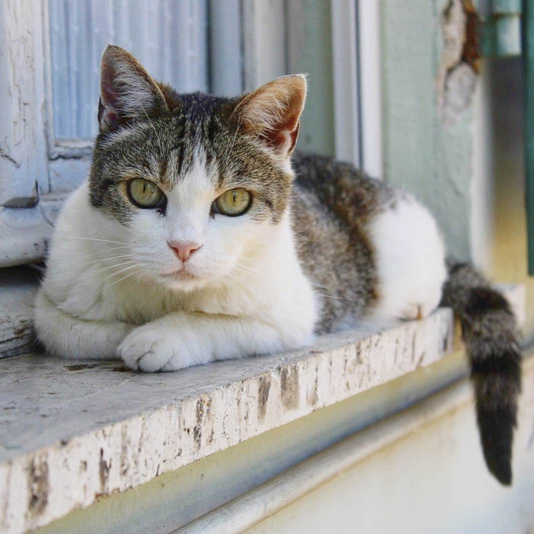 CatStockerさんのインスタグラム写真 - (CatStockerInstagram)「Hello! #catstocker is here! Follow our FURRriend @gemmapets Swipe for more pictures 👉 ⠀ #cat #neko #mačka #chat #kočka #котка #kot #кіт #mače #кошка #кот #katze #gato #gatto #kissa #kattunge #猫 #고양이 #貓 #kedi #köttur  #子猫 #חתול #кішка #gatinho #котенок #子猫 #gatito #kitten」11月21日 18時44分 - catstocker