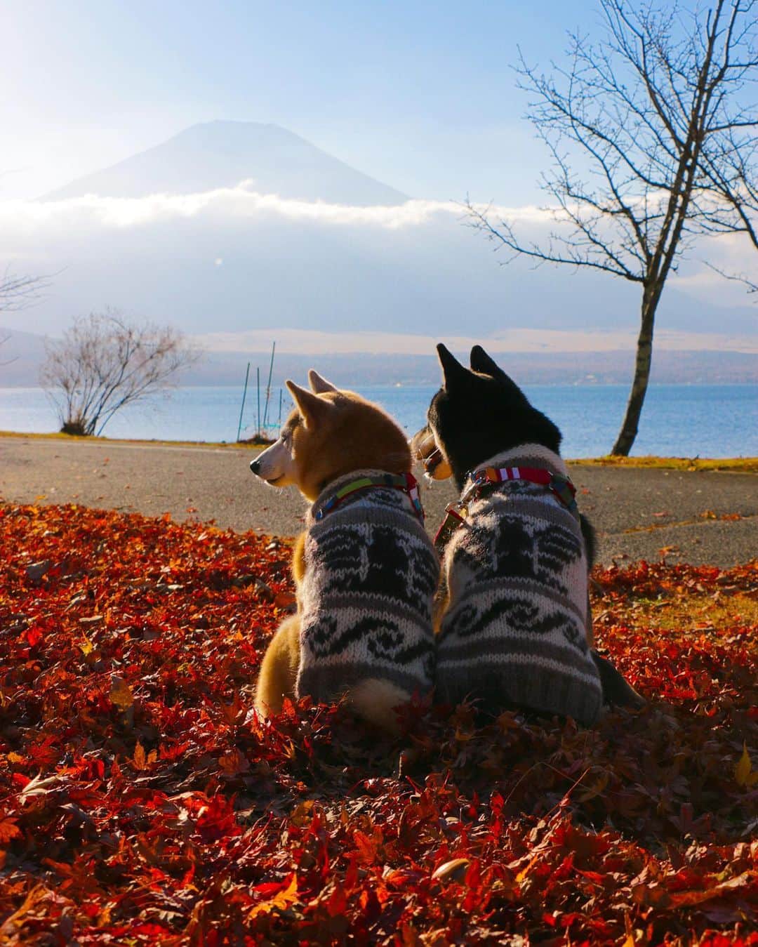 柴犬 けんしろう ゆりあのインスタグラム：「🍁🐶🗻🐶🍁  ふかふかなもみじの絨毯に腰をおろして 雲の切れ間から顔を出した幻想的な富士山を けんゆりと眺めたひと時..  忘れ得ぬ思い出をありがとうありがとう♡  11/19-20 コテージで美味しいお篭り旅🏡 富士山と紅葉ちょっぴりつまみぐいしてきました🗻🍁  その模様はハイライトでどうぞ❤️ 続きはストーリーズにて、のんびり更新中です😊  Location:Yamanashi(2020.11.19撮影)」