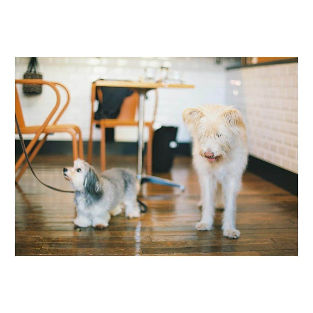 関根正悟さんのインスタグラム写真 - (関根正悟Instagram)「“🐶🐶📷🎞”  BONNIE & ALEX  #filmcamera #portra #F6 #ぼーちゃん顔な笑」11月21日 19時15分 - shogosekine0319