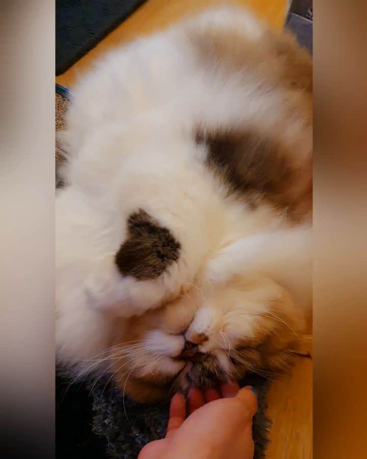Kenshin & Chloeyのインスタグラム：「waaahh im too lazy today hehe 😴♡ #lazycaturday#sleepychonk」