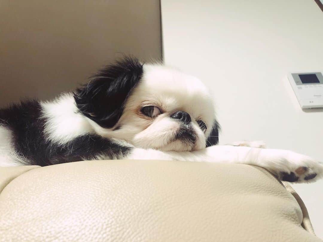 juntowaのインスタグラム：「可愛い可愛いと連写する飼い主に呆れてる。#ソファの背もたれ#本日のたぷ」