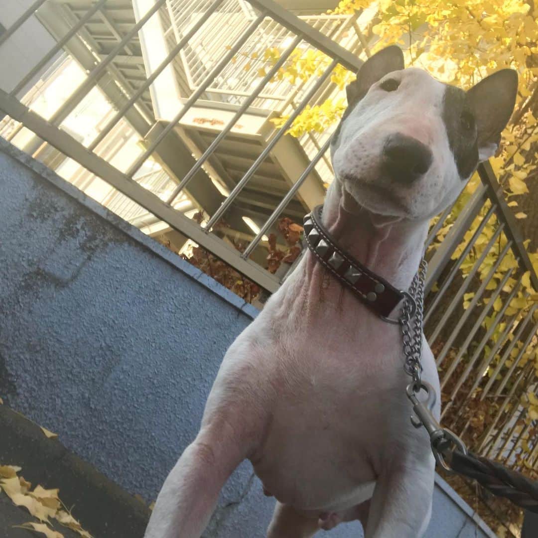 Q太郎さんのインスタグラム写真 - (Q太郎Instagram)「#minituru#bull#terrier#minibullterrier#miniturubullterrier#dog#dogstagram#cute#qtaro#love#family#ミニチュア#ブルテリア#ミニチュアブルテリア#Q太郎」11月21日 19時17分 - qtaro.jun