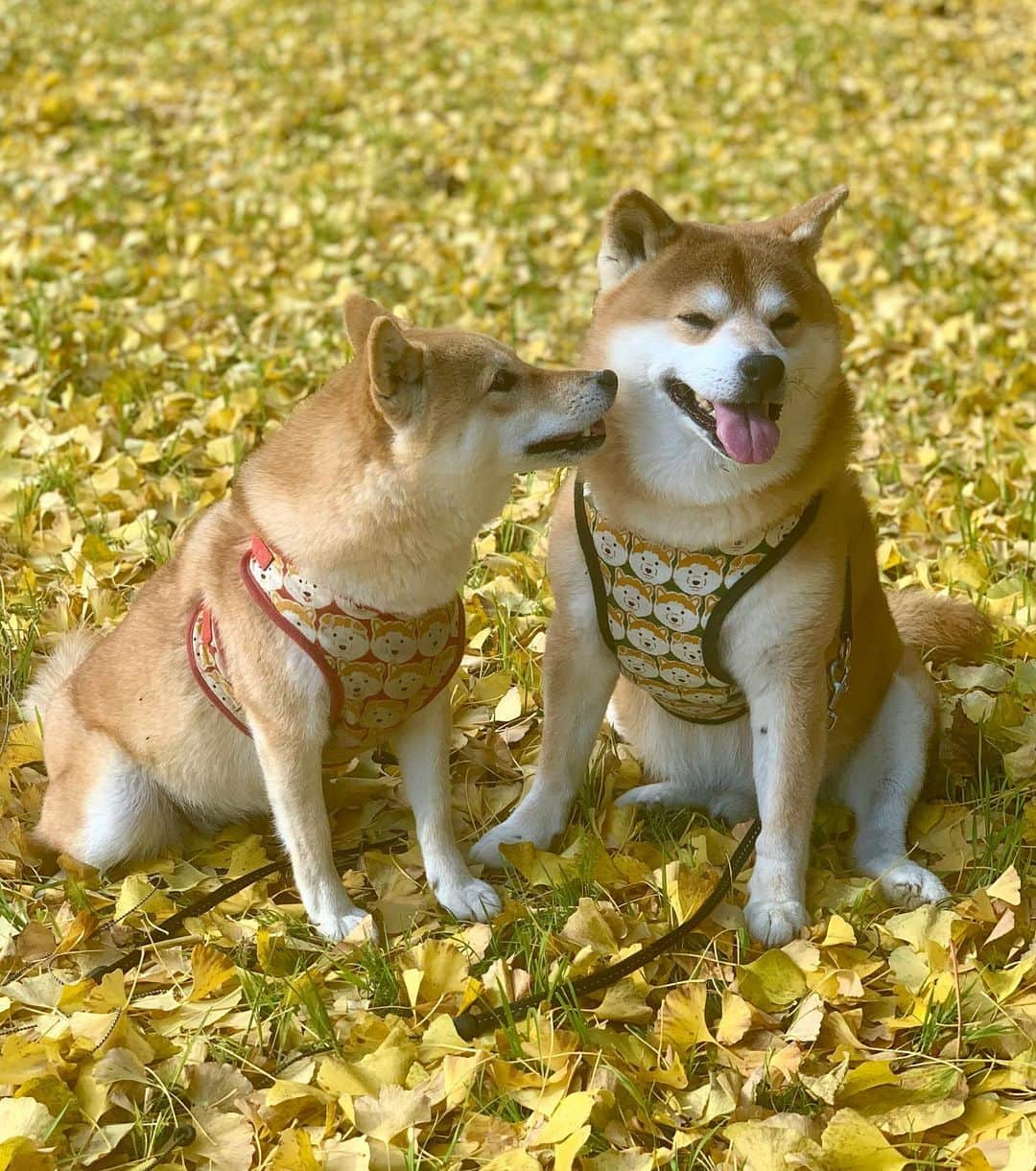 shibainu berryさんのインスタグラム写真 - (shibainu berryInstagram)「I went to see a ginkgo🐻🦊✨ 今朝の銀杏写真🐻🦊💕 #徳島 #神山 #銀杏 #イチョウ #銀杏の絨毯 #❤️迷子犬の掲示板四国 @maigo_dog_shikoku #めざせ迷子犬ゼロ👌 #柴犬 #べりやん #べりむく #多頭飼い #徳島 #berry #shiba #shibainu  #shibainumania #shibastagram #instashiba #ぷにっと部 #口角キュキュッと部  #チーム俺様 →部員絶賛募集中 #shiba_snap #proudshibas #サンデイ #instagramjapan #ふわもこ部 #pecoいぬ部 #pecotv #buzzfeedanimals #dogsofinstagram #9gag  @9gag @barked」11月21日 19時23分 - shibainu.berry