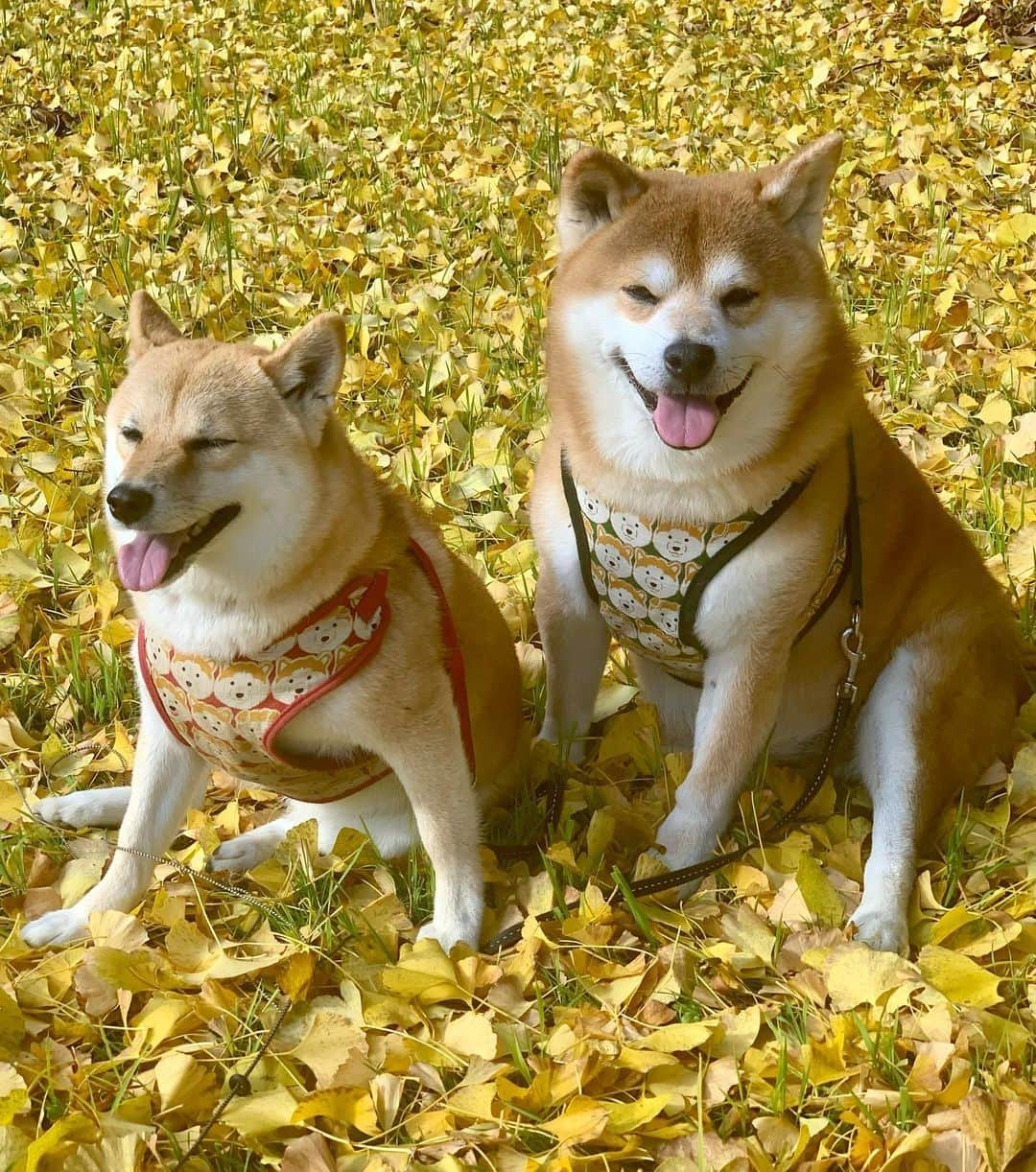 shibainu berryさんのインスタグラム写真 - (shibainu berryInstagram)「I went to see a ginkgo🐻🦊✨ 今朝の銀杏写真🐻🦊💕 #徳島 #神山 #銀杏 #イチョウ #銀杏の絨毯 #❤️迷子犬の掲示板四国 @maigo_dog_shikoku #めざせ迷子犬ゼロ👌 #柴犬 #べりやん #べりむく #多頭飼い #徳島 #berry #shiba #shibainu  #shibainumania #shibastagram #instashiba #ぷにっと部 #口角キュキュッと部  #チーム俺様 →部員絶賛募集中 #shiba_snap #proudshibas #サンデイ #instagramjapan #ふわもこ部 #pecoいぬ部 #pecotv #buzzfeedanimals #dogsofinstagram #9gag  @9gag @barked」11月21日 19時23分 - shibainu.berry