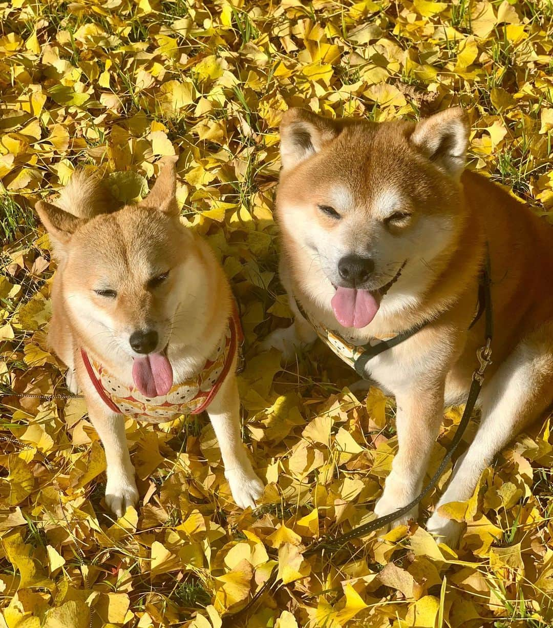 shibainu berryさんのインスタグラム写真 - (shibainu berryInstagram)「I went to see a ginkgo🐻🦊✨ 今朝の銀杏写真🐻🦊💕 #徳島 #神山 #銀杏 #イチョウ #銀杏の絨毯 #❤️迷子犬の掲示板四国 @maigo_dog_shikoku #めざせ迷子犬ゼロ👌 #柴犬 #べりやん #べりむく #多頭飼い #徳島 #berry #shiba #shibainu  #shibainumania #shibastagram #instashiba #ぷにっと部 #口角キュキュッと部  #チーム俺様 →部員絶賛募集中 #shiba_snap #proudshibas #サンデイ #instagramjapan #ふわもこ部 #pecoいぬ部 #pecotv #buzzfeedanimals #dogsofinstagram #9gag  @9gag @barked」11月21日 19時23分 - shibainu.berry