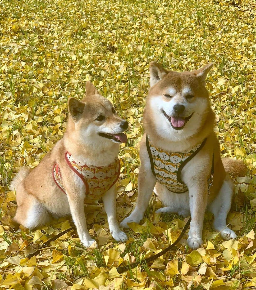 shibainu berryさんのインスタグラム写真 - (shibainu berryInstagram)「I went to see a ginkgo🐻🦊✨ 今朝の銀杏写真🐻🦊💕 #徳島 #神山 #銀杏 #イチョウ #銀杏の絨毯 #❤️迷子犬の掲示板四国 @maigo_dog_shikoku #めざせ迷子犬ゼロ👌 #柴犬 #べりやん #べりむく #多頭飼い #徳島 #berry #shiba #shibainu  #shibainumania #shibastagram #instashiba #ぷにっと部 #口角キュキュッと部  #チーム俺様 →部員絶賛募集中 #shiba_snap #proudshibas #サンデイ #instagramjapan #ふわもこ部 #pecoいぬ部 #pecotv #buzzfeedanimals #dogsofinstagram #9gag  @9gag @barked」11月21日 19時23分 - shibainu.berry