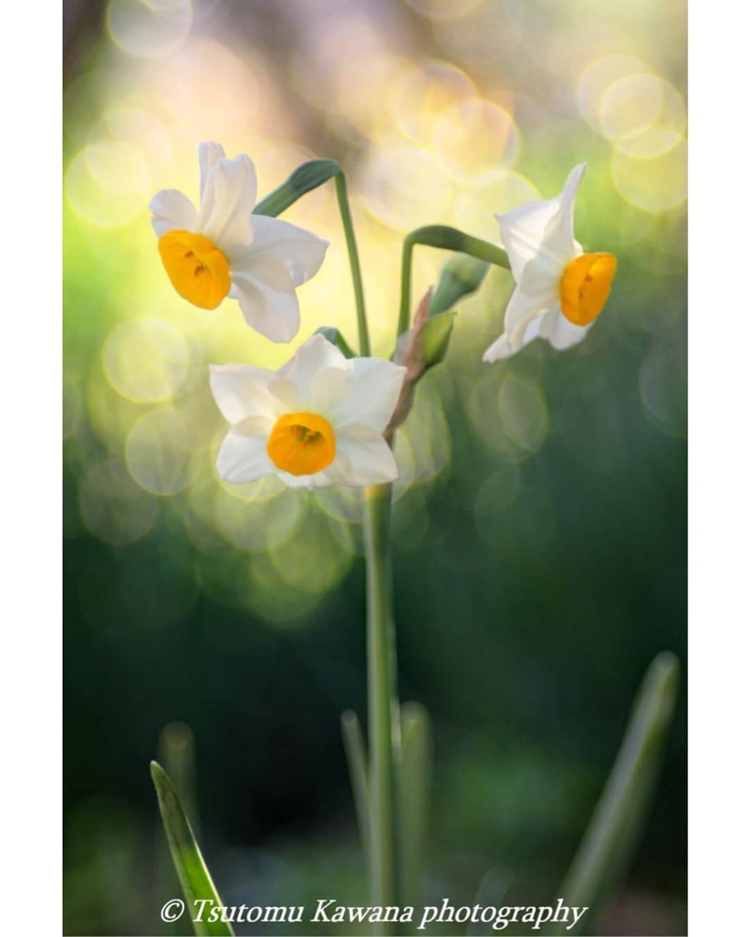 花の写真館のインスタグラム：「Photo by 川名 勉.⠀ .⠀ Original Post[投稿いただいたURL]⠀ https://www.facebook.com/photo.php?fbid=2317032848587171⠀ .⠀ 本アカウントは、 #私の花の写真 をつけてInstagramに投稿された皆さまの花の写真や、「花の写真館」Facebookページで投稿された花の写真を紹介します。⠀ 「花の写真館」Facebookページは、「 @floral.photograph 」のプロフィールにあるURLからご覧ください。⠀ .⠀ ※各自、政府、自治体など公的機関の指示に従った行動をお願いします。⠀⠀ 東京カメラ部および分室では、写真を「見る楽しみ」を提供することを通して、微力ながら皆様にわずかな時間でも癒しをお届けしたいと思っております。⠀ ※本アカウントは東京カメラ部がFacebook、Instagramのサービスを利用して運営しているもので、Facebook社・Instagramとは一切関係ありません。⠀ .⠀ #花の写真館 #floralphotograph #floralphoto #flower #flowers⠀ Follow: @floral.photograph」
