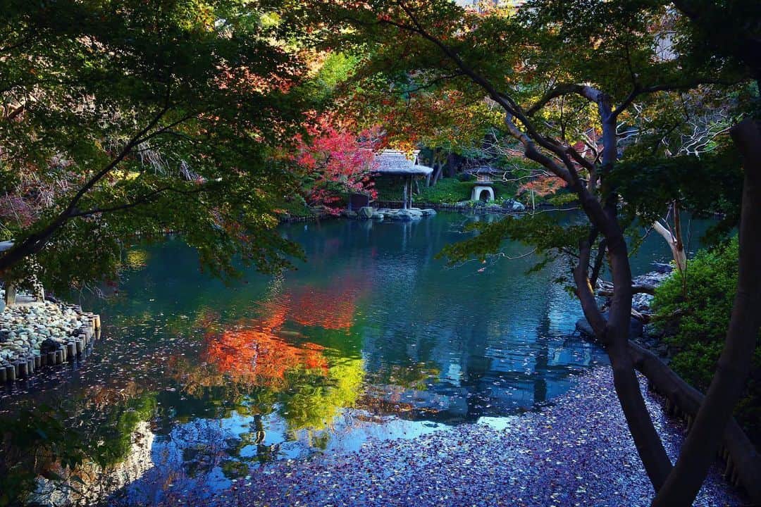 八芳園さんのインスタグラム写真 - (八芳園Instagram)「午後の陽に照らされて透ける葉が、 風に揺られ輝く秋の庭園。 . 季節の深まりとともに、 庭園の木々は明るい色から 濃い鮮やかさに変化していきます。 . 赤く染まった葉の色が溶け込み、 そこに浮かんだ落ち葉が彩りを添える 池の水面。 . 庭園を散策するのに最適な気候。 . 港区白金台 400年の歴史ある日本庭園にて、 秋の美しい色に包まれる 心地よい時間をお過ごしください。 . . #八芳園 #結婚式場 . #日本庭園 #自然 #紅葉 #紅葉スポット #紅葉ライトアップ #秋　#風景写真 #港区 #紅葉狩り  . #東京観光  #東京カメラ部  #自然が好き #庭好き　#写真好き  #写真好きな人と繋がりたい  #カメラ好きな人と繋がりたい  #風景写真を撮るのが好きな人と繋がりたい  #その瞬間に物語を  . #和装結婚式 #プレ花嫁 #式場探し #プレ花嫁さんと繋がりたい . #japanesegarden  #tokyotrip  #forbestravelguide #photostagram  #tokyotokyo  #tokyotodo」11月21日 19時37分 - happoen