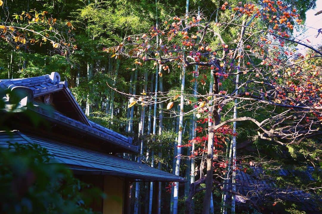 八芳園さんのインスタグラム写真 - (八芳園Instagram)「午後の陽に照らされて透ける葉が、 風に揺られ輝く秋の庭園。 . 季節の深まりとともに、 庭園の木々は明るい色から 濃い鮮やかさに変化していきます。 . 赤く染まった葉の色が溶け込み、 そこに浮かんだ落ち葉が彩りを添える 池の水面。 . 庭園を散策するのに最適な気候。 . 港区白金台 400年の歴史ある日本庭園にて、 秋の美しい色に包まれる 心地よい時間をお過ごしください。 . . #八芳園 #結婚式場 . #日本庭園 #自然 #紅葉 #紅葉スポット #紅葉ライトアップ #秋　#風景写真 #港区 #紅葉狩り  . #東京観光  #東京カメラ部  #自然が好き #庭好き　#写真好き  #写真好きな人と繋がりたい  #カメラ好きな人と繋がりたい  #風景写真を撮るのが好きな人と繋がりたい  #その瞬間に物語を  . #和装結婚式 #プレ花嫁 #式場探し #プレ花嫁さんと繋がりたい . #japanesegarden  #tokyotrip  #forbestravelguide #photostagram  #tokyotokyo  #tokyotodo」11月21日 19時37分 - happoen