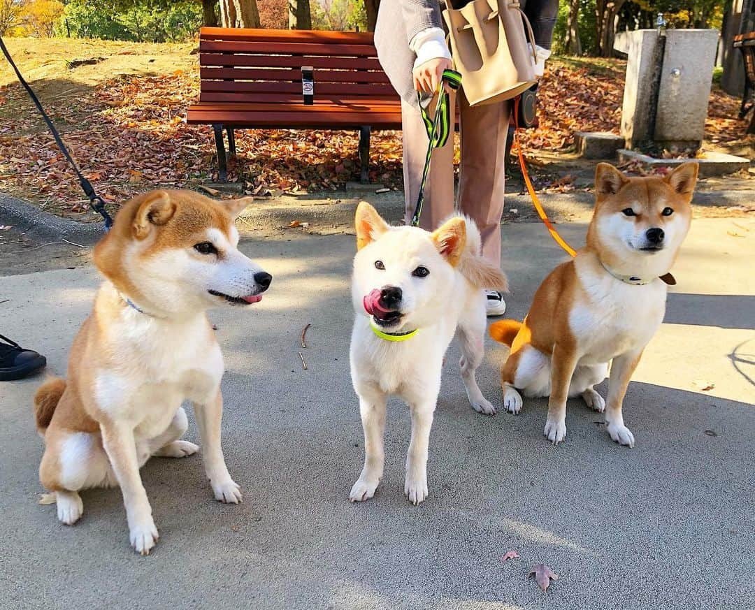 ゆうとろ（柴犬ゆうと猫のとろ）のインスタグラム