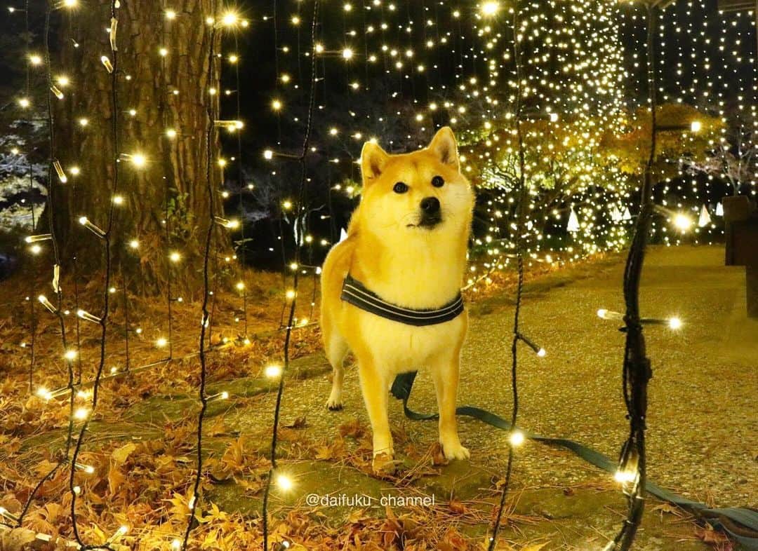 のインスタグラム：「全集中で感染対策して楽しい3連休をね🐶😉　きらぴかだいふくでした🐶 You should be careful with coronavirus (COVID-19), too🐶 #イルミネーション　#キラキラ #全集中」