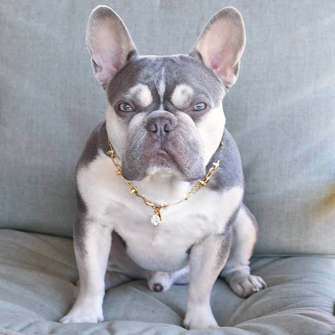 Regeneratti&Oliveira Kennelさんのインスタグラム写真 - (Regeneratti&Oliveira KennelInstagram)「Bo$$ @frenchbullevard  Chain: New York frenchbullevard.com  Photo: @dejavu.frenchies 💙  . . . . . . #bulldogfrances  #frenchbully #frenchbulldog #frenchie  #frenchielife #frenchies  ##frenchieoftheday #frenchiegram  #frenchiesociety #犬バカ部 #frenchiebulldogfeature  #dogmodel  #犬 #いぬ #成長記録  #ブルドッグ #フレンチブル #フレンチ #ペット #dogsofinstagram #bouledoguefrançais  #cute #fabfrenchies #frenchiesofinstagram  #instapet」11月22日 1時21分 - jmarcoz