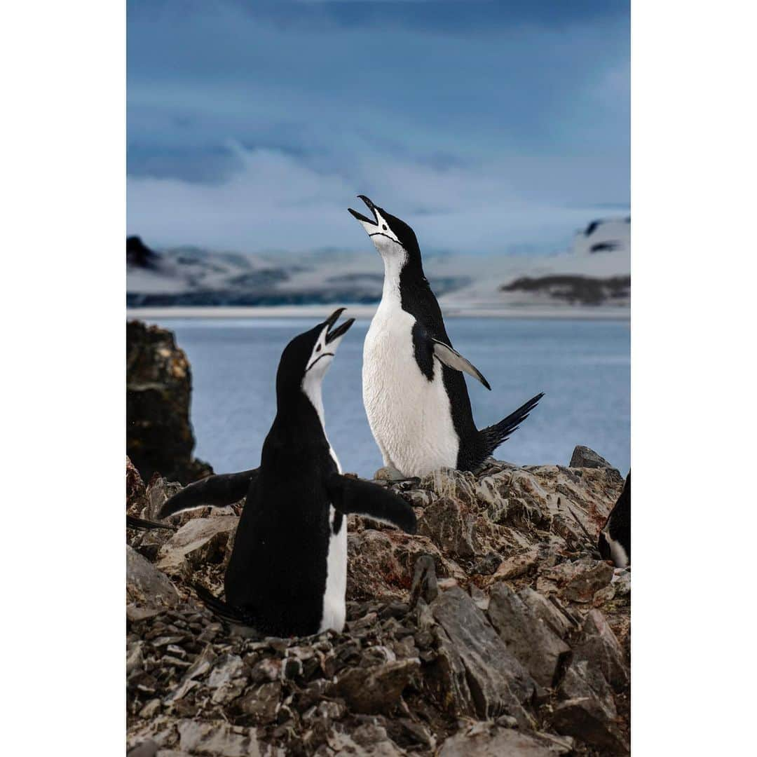 スティーブ・マカリーさんのインスタグラム写真 - (スティーブ・マカリーInstagram)「"Those who contemplate the beauty of the earth find reserves of strength that will endure as long as life lasts." —Rachel Carson  I traveled to Antarctica for the first time in December 2018. Visually, it’s rich, yet monochromatic and minimalist. It is like another world.」11月22日 1時17分 - stevemccurryofficial