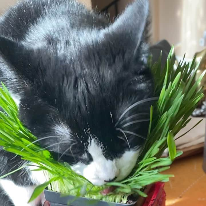 Tuxedo Cat Brosのインスタグラム：「Hugo snacking on some greens this morning. 🌱🌱 He’s the only one who really likes cat grass so I always grab one for him when I go shopping at Wegman’s. 💚」