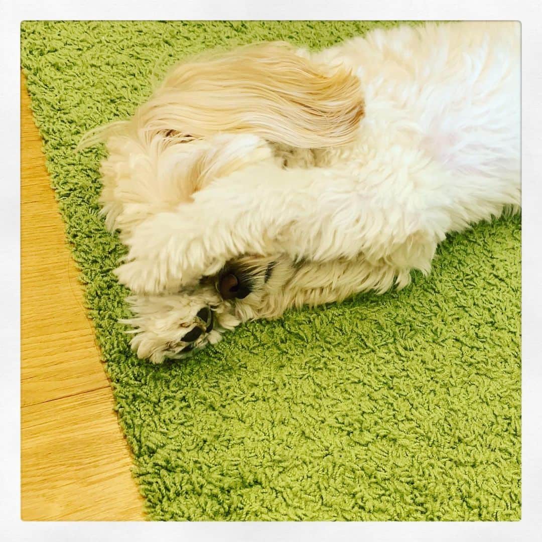北山陽一のインスタグラム：「いないいないおもち。#きたやまおもち」