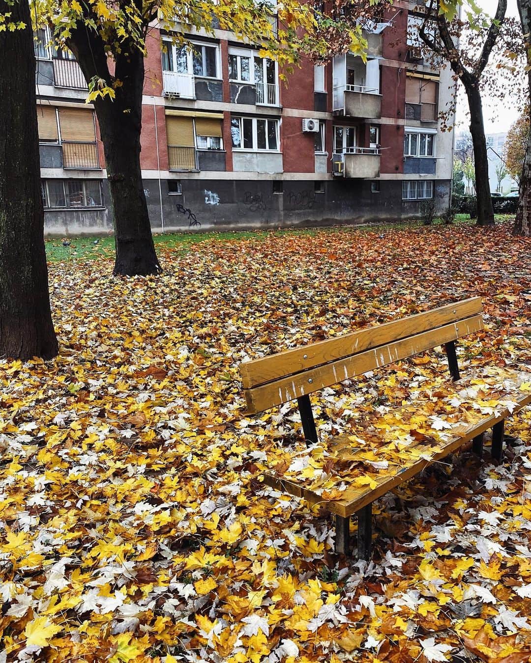 リュプカ・ゴイッチのインスタグラム：「🍂🍁」