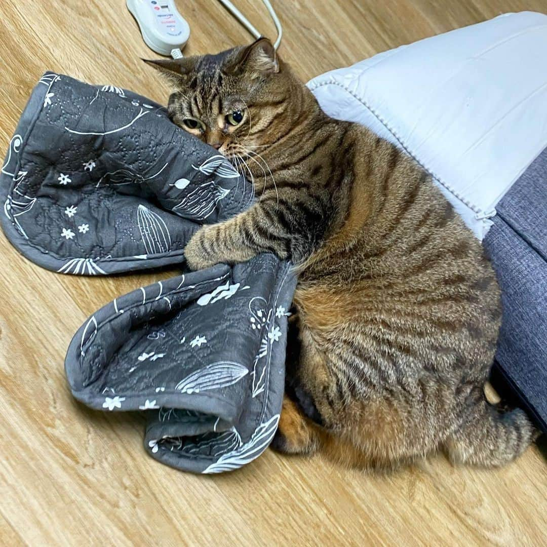 Aww Clubさんのインスタグラム写真 - (Aww ClubInstagram)「When someone tries to get me out of bed⠀ ⠀ 🎥@bo_mang_co ⠀ ⠀ #meowed #🇰🇷 #tabbycat #CHONK #bedtime #sleepycat」11月21日 20時09分 - meowed