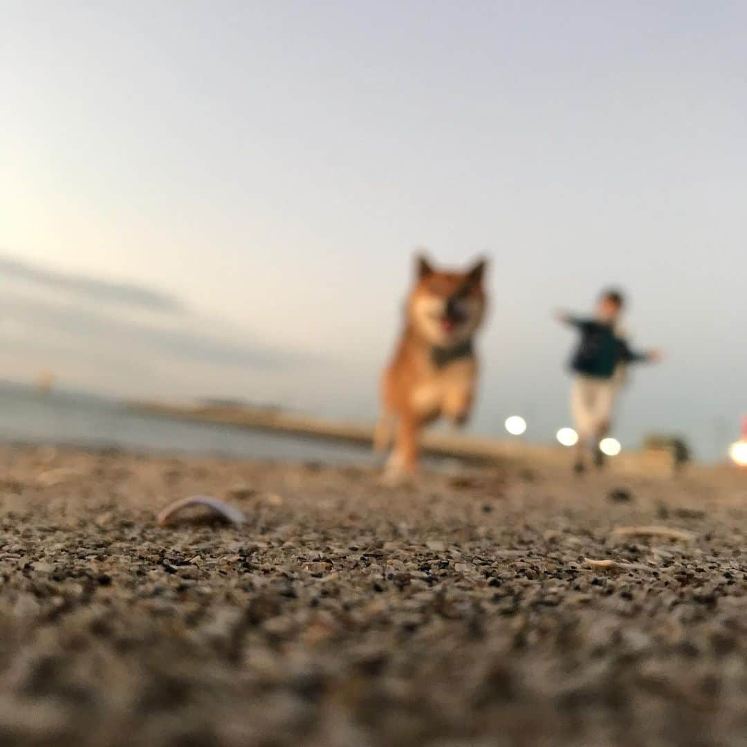 柴犬はなこ Shibainu Hanakoさんのインスタグラム写真 - (柴犬はなこ Shibainu HanakoInstagram)「ピンぼけちゃったけど、今日の夕散歩いい雰囲気だった☺️🎶🐶💕👩🏻　海はいいなー🌊 #shiba #dog #shibainu #sunset #犬 #柴犬 #有明海 #海散歩 #夕焼け」11月21日 20時28分 - kiki_beee