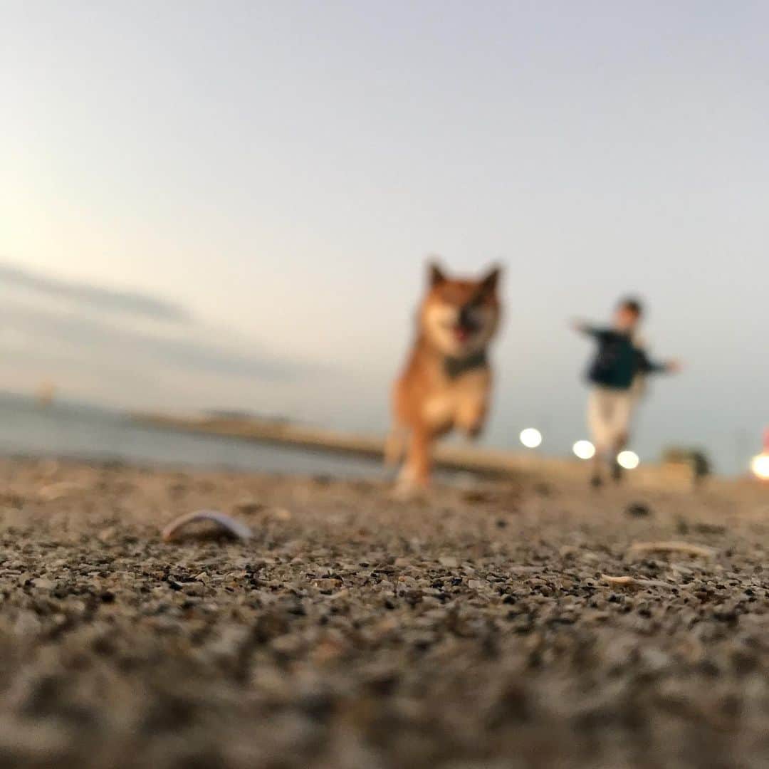 柴犬はなこ Shibainu Hanakoのインスタグラム：「ピンぼけちゃったけど、今日の夕散歩いい雰囲気だった☺️🎶🐶💕👩🏻　海はいいなー🌊 #shiba #dog #shibainu #sunset #犬 #柴犬 #有明海 #海散歩 #夕焼け」
