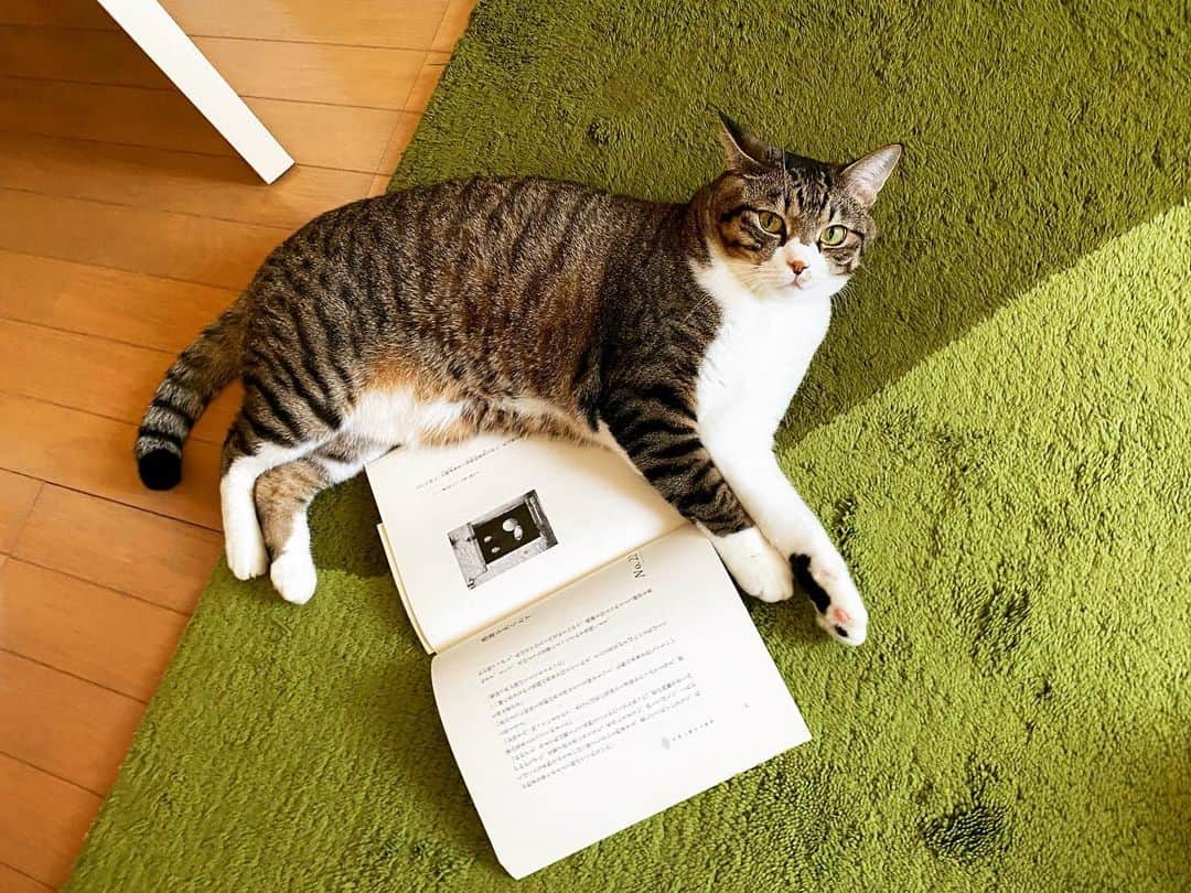 野本かりあのインスタグラム：「猫と本。 #lukarly #catsofinstagram #にゃんすたぐらむ」