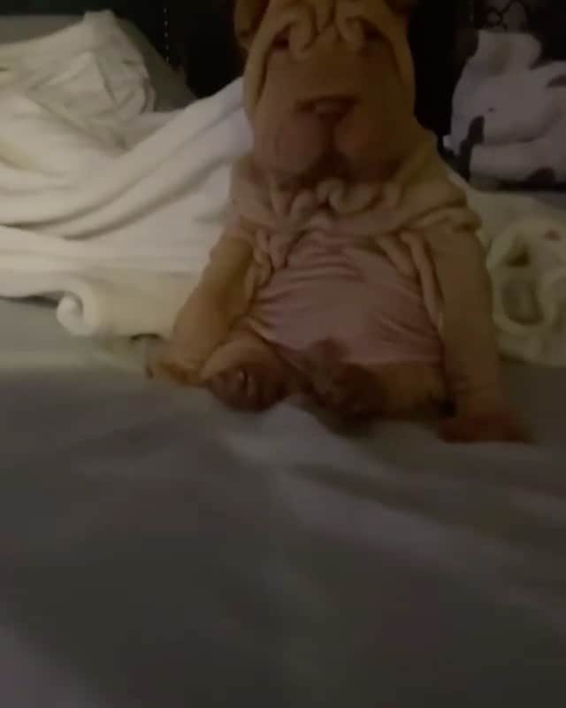 Daily The Best And Funniest Videosのインスタグラム：「Dog said: 🧸 By @maikel.lopez.14」