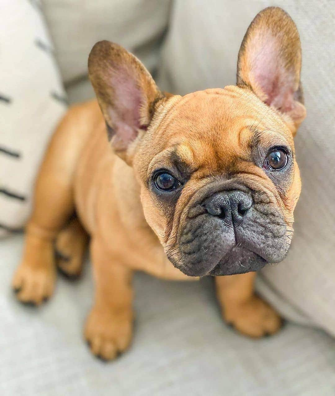 French Bulldogさんのインスタグラム写真 - (French BulldogInstagram)「Good morning Homers ✨ @jerseycityfrenchie . . . . . #frenchie #frenchieoftheday #französischebulldogge #franskbulldog #frenchbull #fransebulldog #frenchbulldog #frenchiepuppy #dog #dogsofinstagram #petstagram #puppy #puppylove #bully #bulldog #bullyinstafeature #bulldogfrances #フレンチブルドッグ #フレンチブルドッグ #フレブル #ワンコ #frenchyfanatics #frenchiesgram #frenchbulldogsofinstagram #frenchiesoverload #ilovemyfrenchie #batpig #buhi #squishyfacecrewbulldog」11月21日 21時05分 - frenchie.world