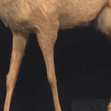 小野大輔のインスタグラム：「こんにちはONODEERだよ🦌  撮影当日は小野Dもモフモフになっていたよ🦌 完成が楽しみだね🦌  #ニューシングル「ケモノミチ」2021年2月3日発売 #ONODEER #ONOD #🦌」
