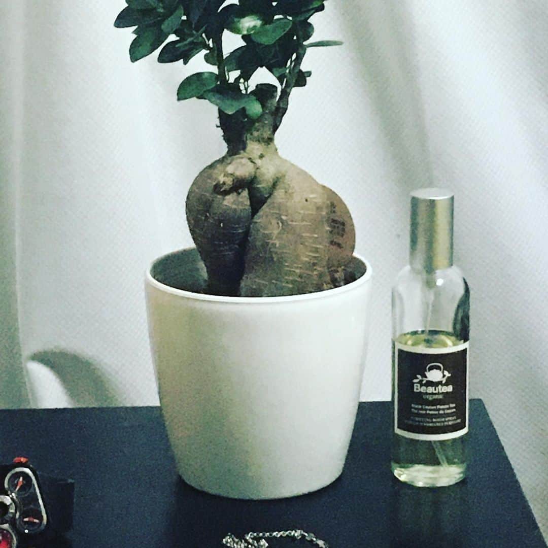 Hi69のインスタグラム：「家着いて気付いた。このガジュマルオスだな。。。w  そんな明日は横浜武道館。  #noah_ghc  #ガジュマル男子」