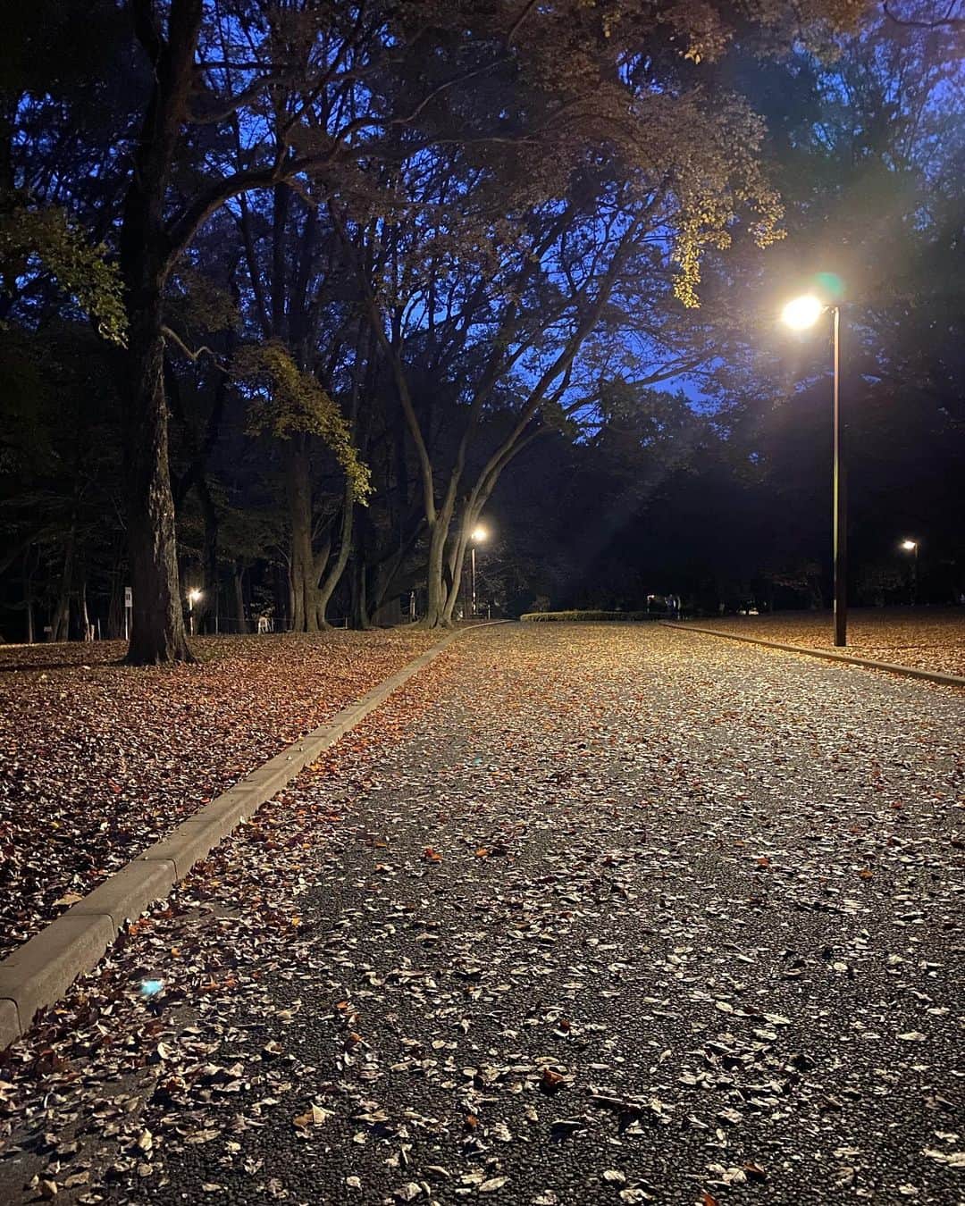 増井なぎさのインスタグラム：「#代々木公園散歩  落ち葉の匂いで小学生の頃を思い出す〜🤧甘い香りするの、不思議🍂🍂🍂」