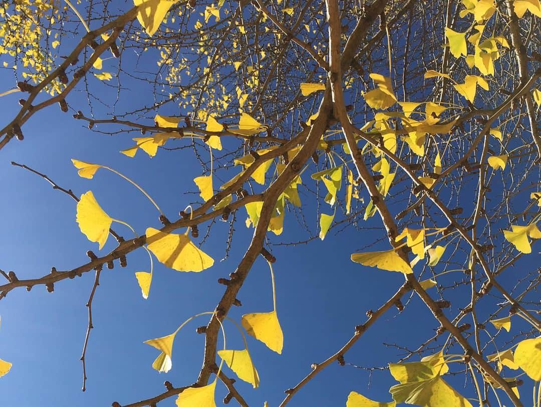 黒山健一さんのインスタグラム写真 - (黒山健一Instagram)「季節の歩みを感じた❗️ 寒かったり、暑かったりするが…ちゃんと紅葉の季節ですよ🍁  #紅葉  #落ち葉の絨毯」11月21日 21時53分 - kenichi_kuroyama