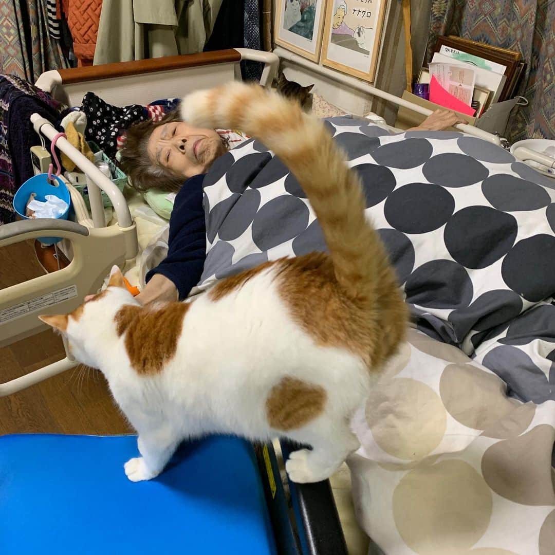 Kachimo Yoshimatsuさんのインスタグラム写真 - (Kachimo YoshimatsuInstagram)「バーバ見守り隊実習中。 #うちの猫ら #oinari #猫 #ねこ #cat #ネコ #catstagram #ネコ部 http://kachimo.exblog.jp」11月21日 21時49分 - kachimo