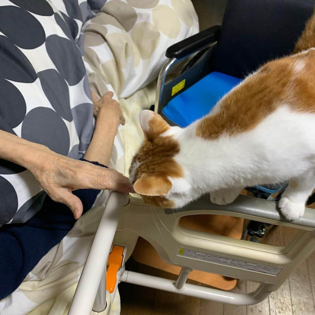 Kachimo Yoshimatsuさんのインスタグラム写真 - (Kachimo YoshimatsuInstagram)「バーバ見守り隊実習中。 #うちの猫ら #oinari #猫 #ねこ #cat #ネコ #catstagram #ネコ部 http://kachimo.exblog.jp」11月21日 21時49分 - kachimo