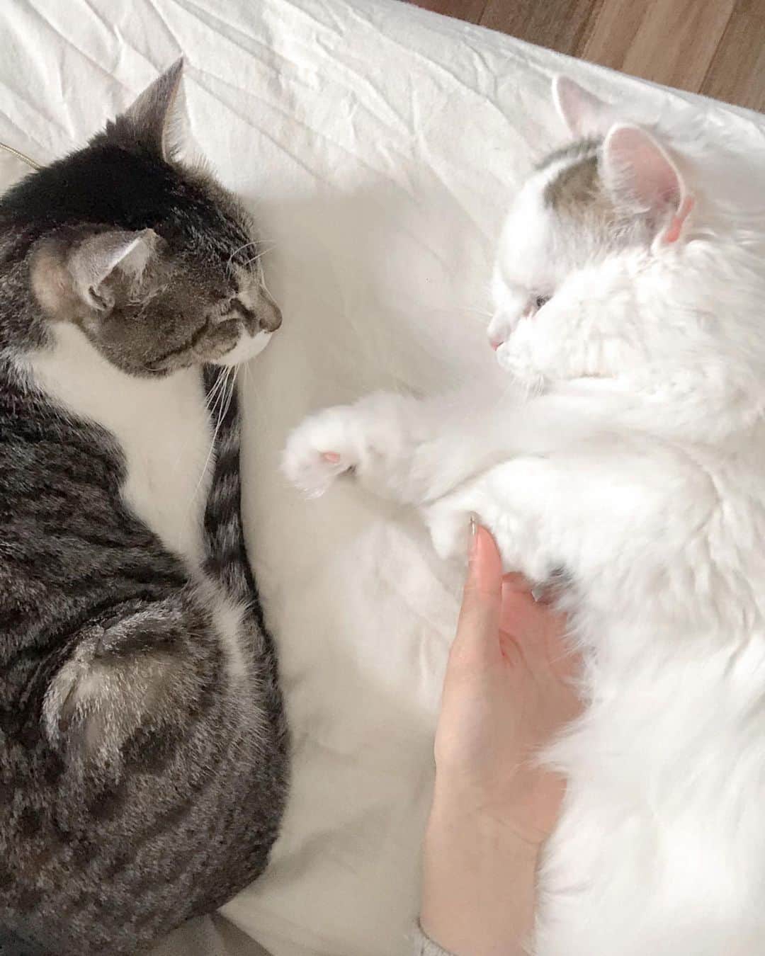 淡輪優希のインスタグラム：「#日本シリーズ を見ながらぬくぬく🐈⚾️ #猫のいる暮らし #猫好き #野球好き」