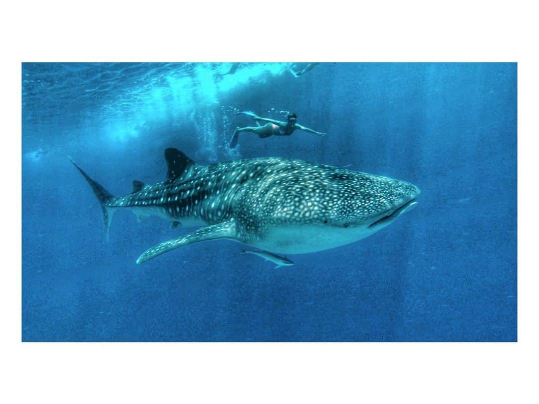 ジュリアナ・パエスさんのインスタグラム写真 - (ジュリアナ・パエスInstagram)「Whale Shark, baby!!!」11月21日 22時03分 - julianapaes