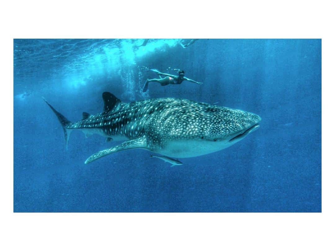 ジュリアナ・パエスのインスタグラム：「Whale Shark, baby!!!」