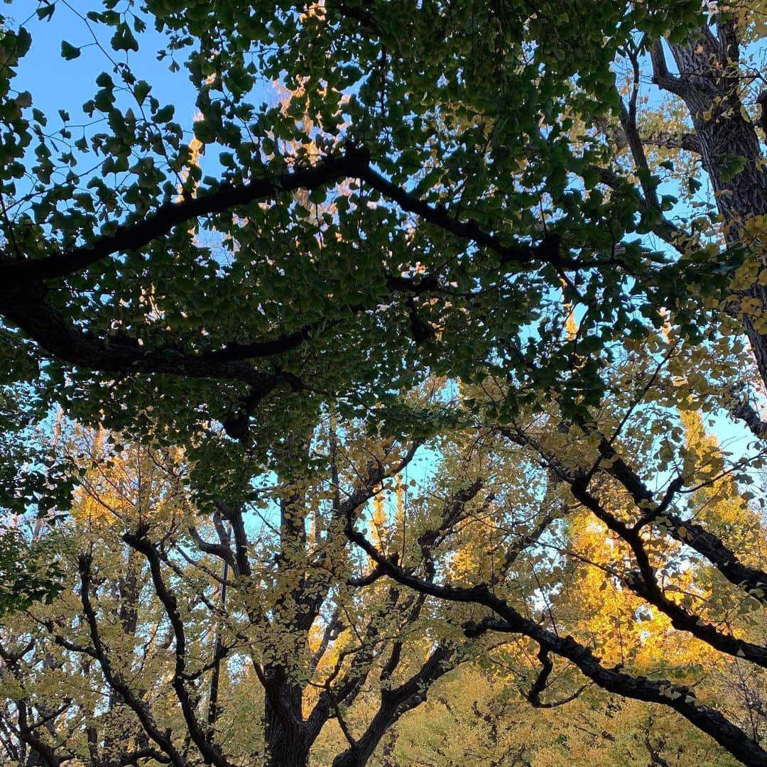 三森すずこのインスタグラム：「紅葉してるね🍁」