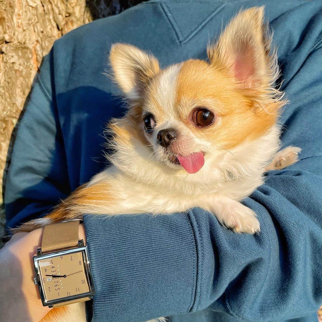 のインスタグラム：「夕暮れの名城公園さんぽ🍁 こんなポカポカの秋晴れが ずっと続いたらいいのにな〜🐶 ・ 腕時計は @nomonday_jp  カフェオレみたいなグレージュは この季節つい手に取りたくなっちゃう☕️ ・ ▶︎NM−471GY ▶︎10%OFFクーポンコード↓↓ 【chimaki69】 ・ ・ #nomonday #ノーマンデー #腕時計 #時計 #手元倶楽部 #紅葉 #名城公園 #トナリノ #ちま #チワワ #chihuahua #ชิวาวา #PECOいぬ部 #WeeklyFluff #dogs #dogsofbark #chihuahuaaddict」