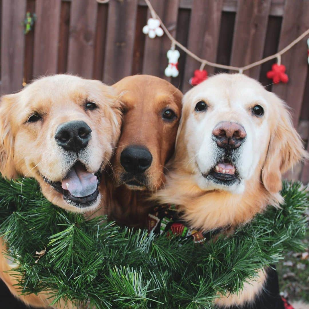 モヒートさんのインスタグラム写真 - (モヒートInstagram)「Here’s a #blooper from our Christmas card photos. Killian was briefly questioning his new life and adoption 😂😂 the girls are totally used mom doing dumb stuff like this so they just smiled and posed. #professionalmodel #christmas #santa #holiday #christmascard #2020 #dogmom #dogsofinsta #pets #thedodo #rescuedog #rescuedogsofinstagram #fosterfail #gooddogs #happy #teefies」11月21日 22時24分 - mojito_rose_family