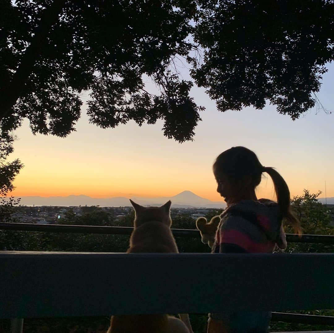 柴犬リリコのグルメインスタ