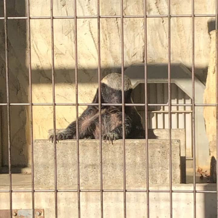 azumyのインスタグラム：「背中が痒いラーテル。 #東山動物園」