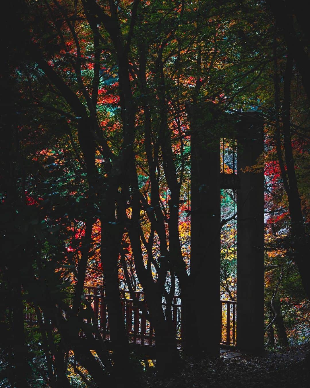 s_shoheyのインスタグラム：「. 赤単色の紅葉も好きだけど、いろんな色が混ざった感じも好き .」