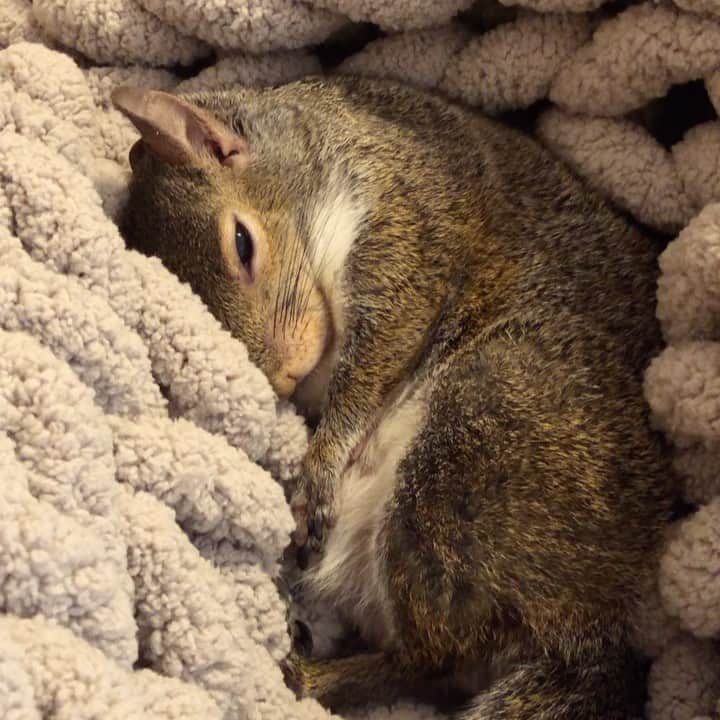 Jillのインスタグラム：「Activate tail blanket to continue sleeping.  ⁣ ⁣ ⁣ ⁣ #petsquirrel #squirrel #squirrels #squirrellove #squirrellife #squirrelsofig #squirrelsofinstagram #easterngreysquirrel #easterngraysquirrel #ilovesquirrels #petsofinstagram #jillthesquirrel #thisgirlisasquirrel #sleepingsquirrel #squirreltail」