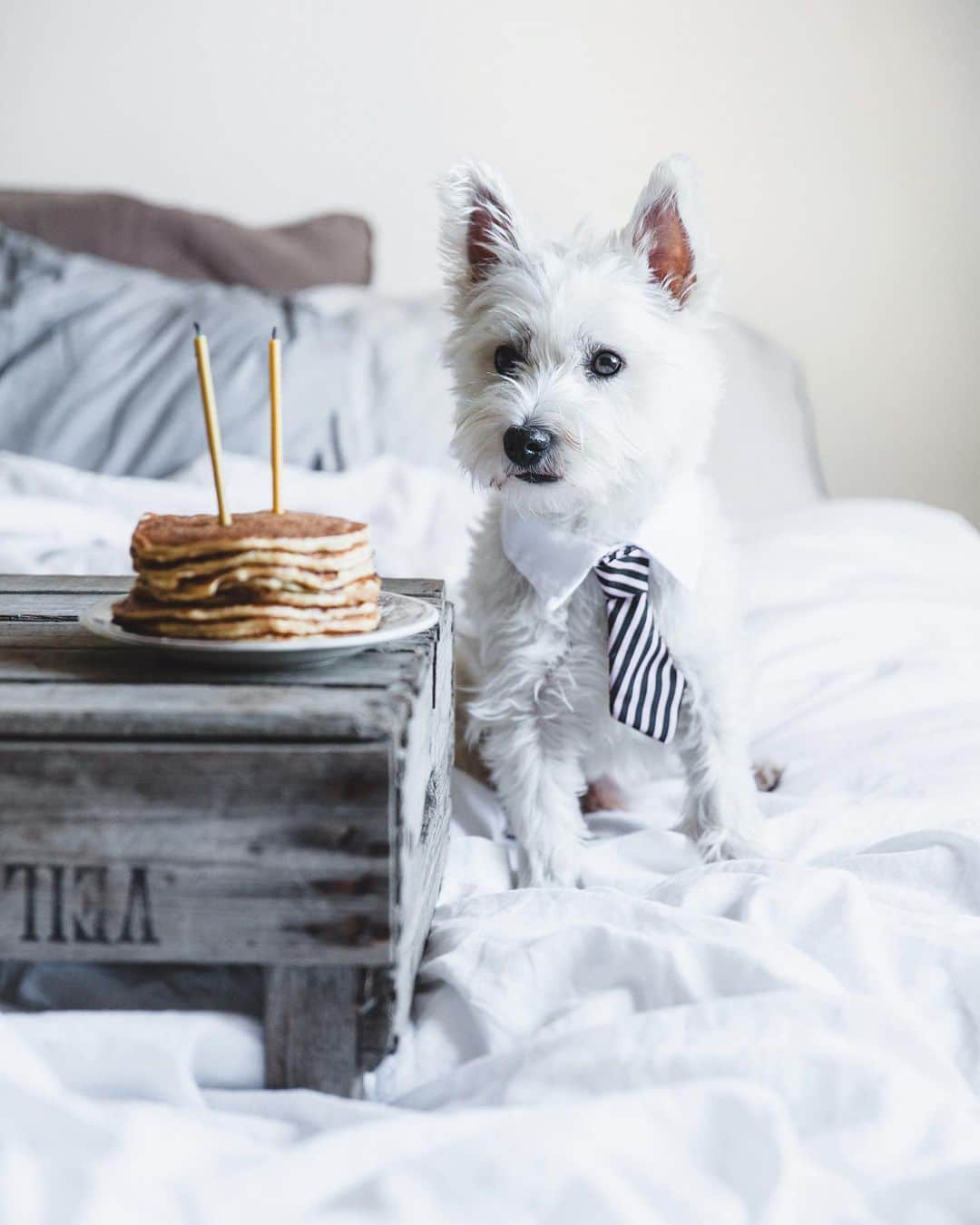 Linda Lomelinoさんのインスタグラム写真 - (Linda LomelinoInstagram)「Five years ago today we picked up this little guy in a parking lot in Sweden, after a long trip for him from Ireland ♥️ Best decision ever! Swipe for some pastry+Mozart moments 🥰 #westie」11月21日 22時39分 - linda_lomelino