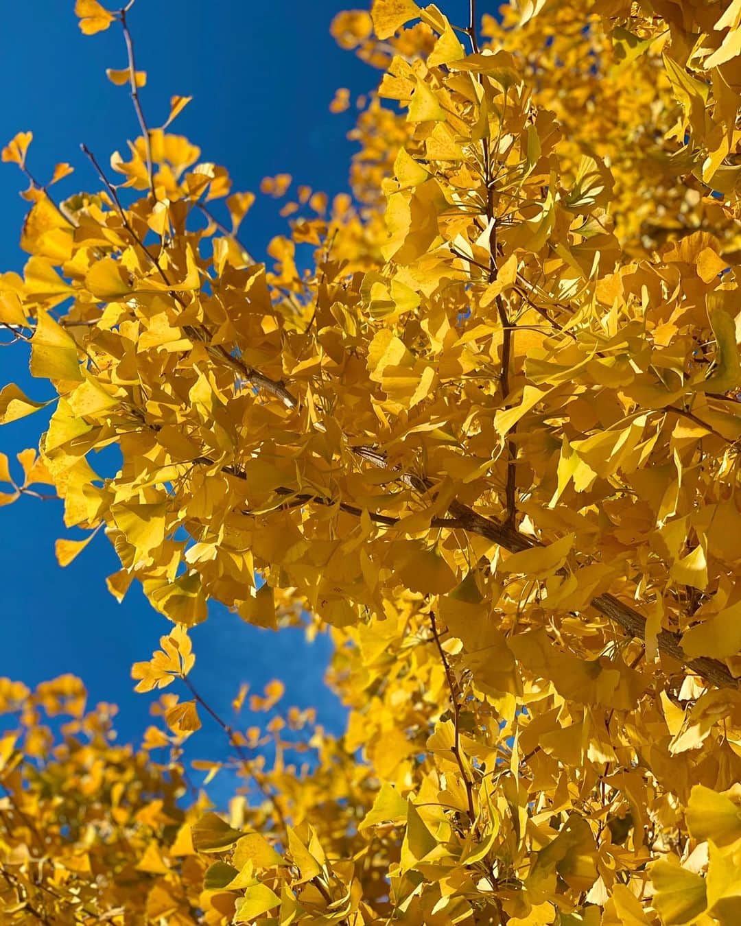 氷川きよしさんのインスタグラム写真 - (氷川きよしInstagram)「銀杏が黄金色で美しくて魅せられました。  紅葉が美しい季節ですが皆様コロナに絶対に気をつけてください！  健康を祈らせていただきます！  by kii  #氷川きよし #hikawakiyoshi #紅葉 #kii #bykii #キヨラー」11月21日 22時43分 - hikawa_kiyoshi_official