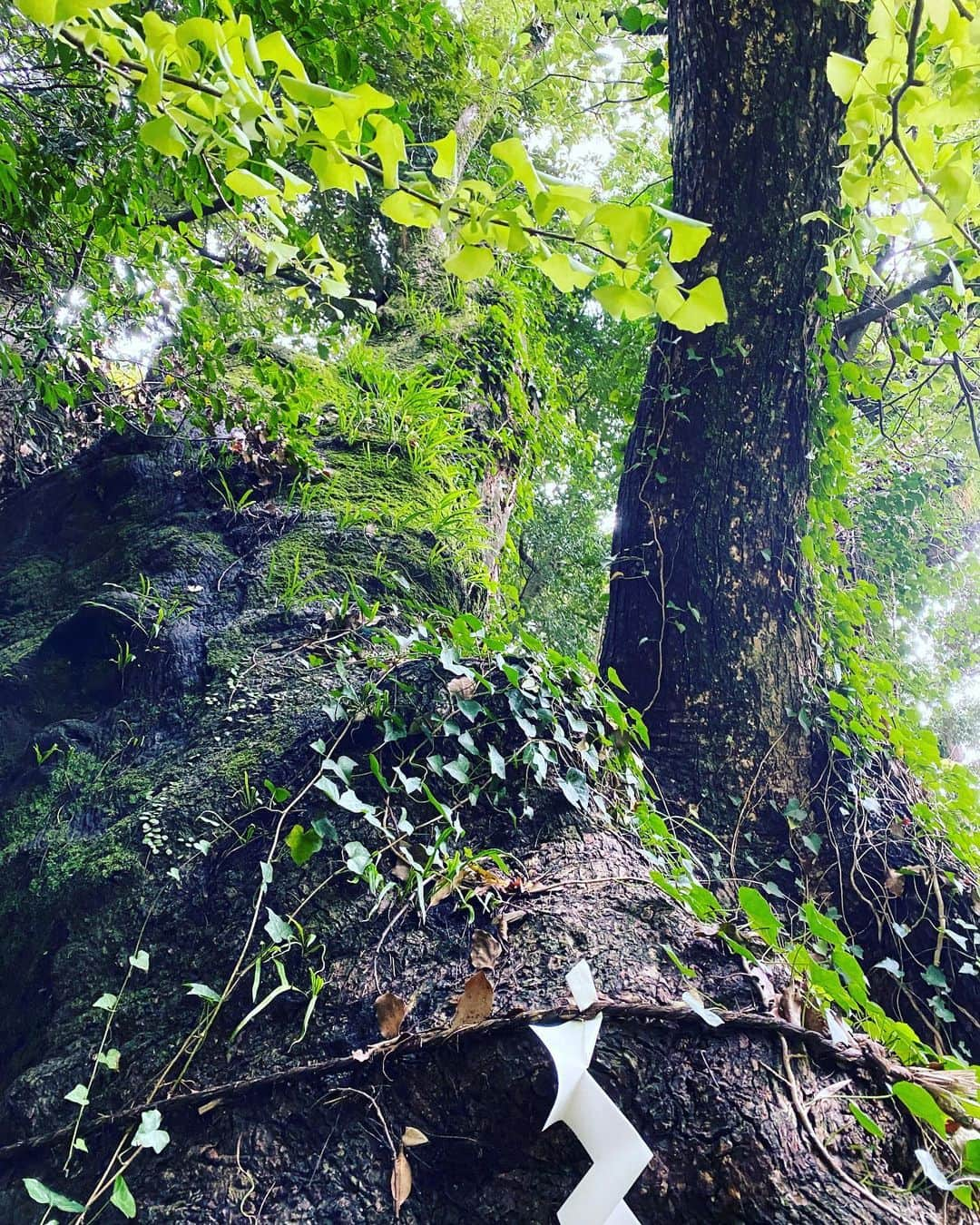 桃生亜希子さんのインスタグラム写真 - (桃生亜希子Instagram)「温泉の帰りに寄った来宮神社⛩。 　樹齢2000年以上という大楠に会いに行って来ました。 　落ち葉がハート型に集められていたり、蛇が祀られている池があったり、とてもユニークでパワーを感じる神社でした。🙏✨  #大楠　#来宮神社 #温泉旅行　#パワースポット #旅行 #trip #travel」11月21日 22時55分 - pinokosugar